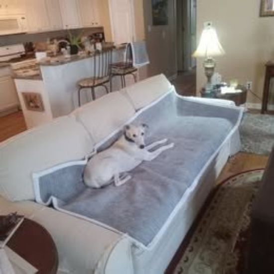 Picture of Pet Couch Covers